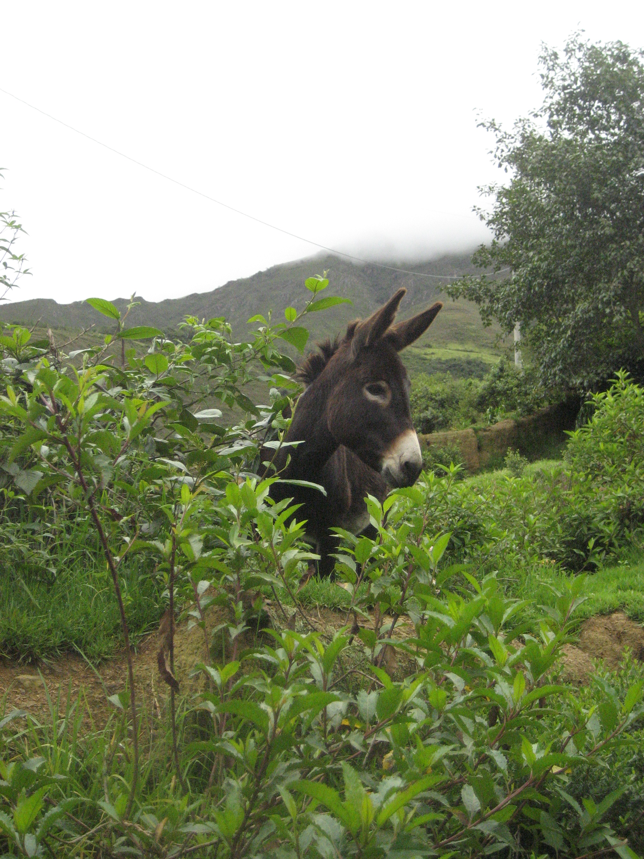 Donkey grazing in the filed